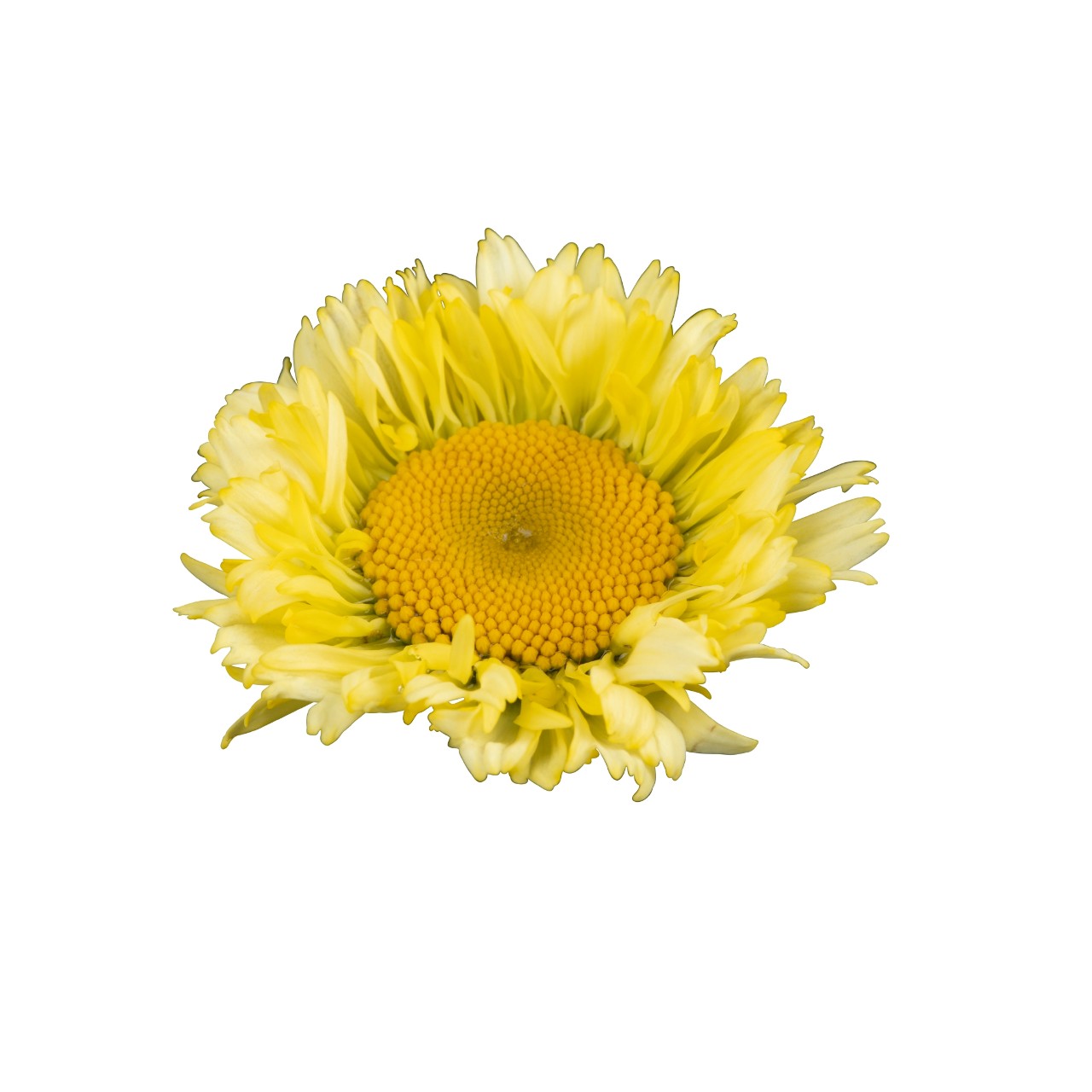 Нивяник Sweet Daisy Izabel