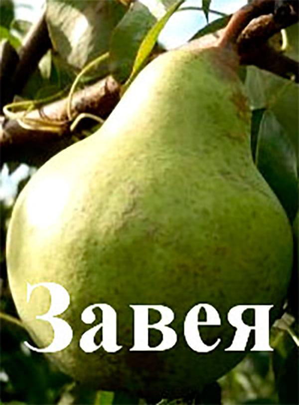 Груша Завея