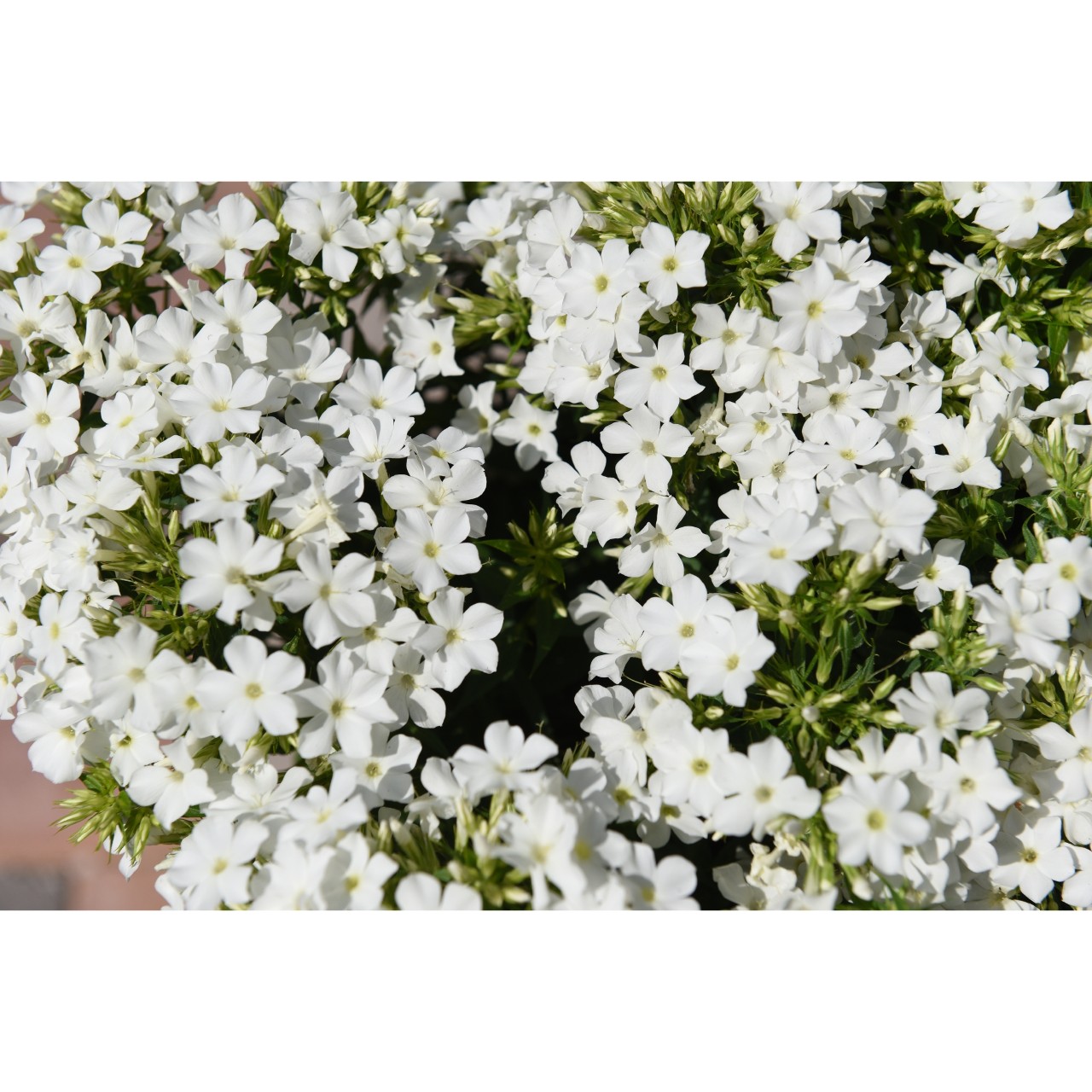 Флокс paniculata Early White