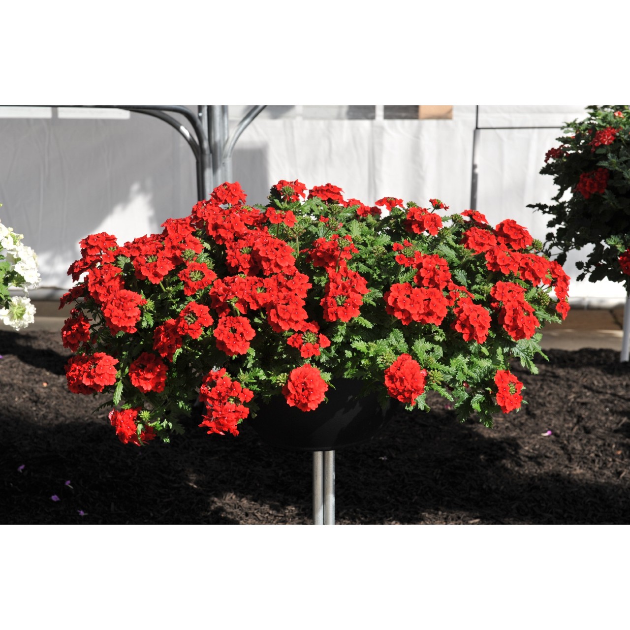 Вербена Empress Flair Red