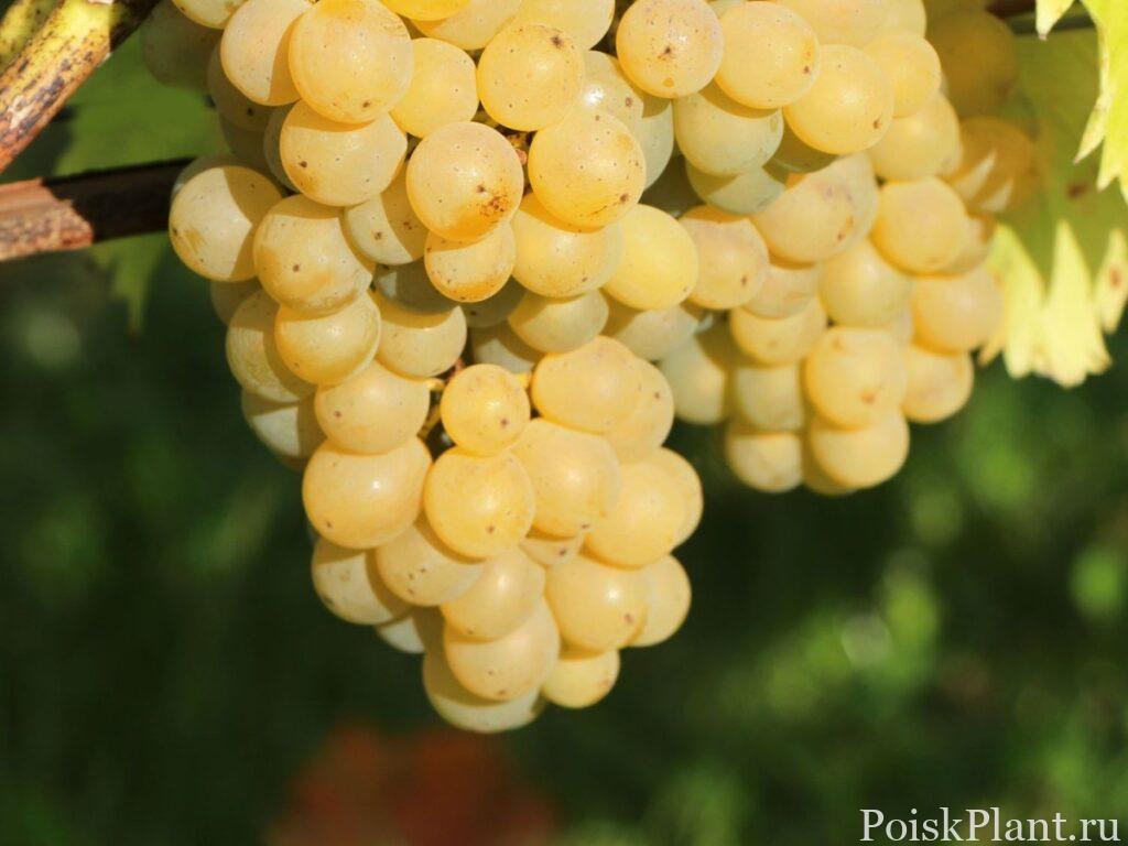 Виноград обыкновенный Frumosa Alba