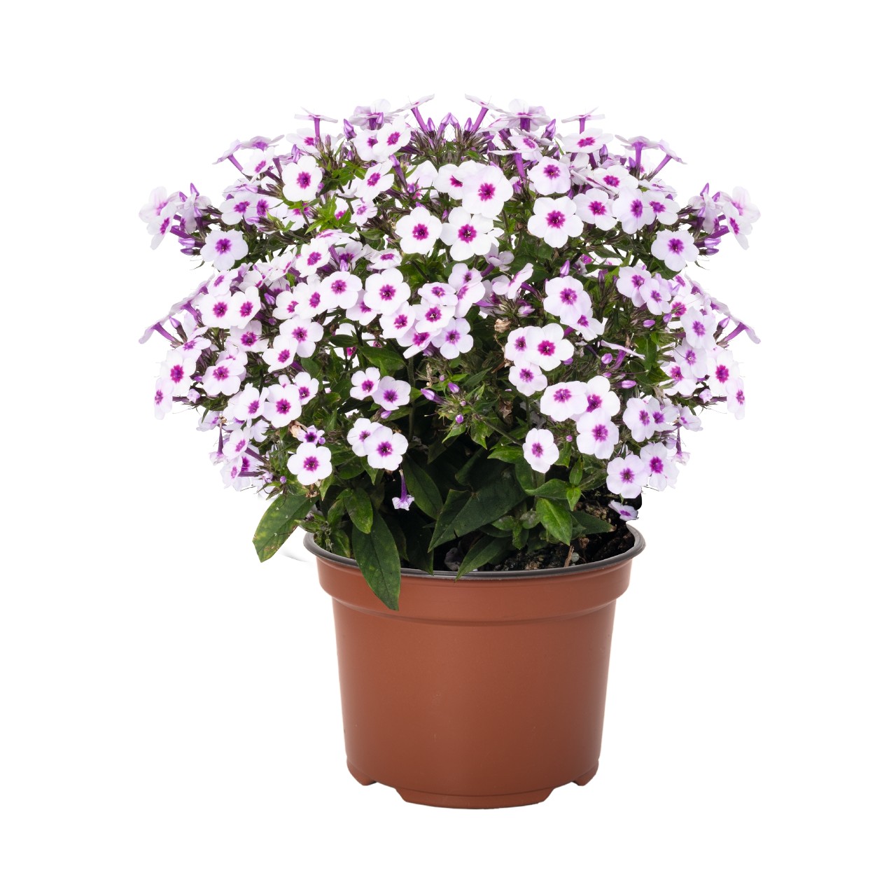 Флокс paniculata Early Blush Pop