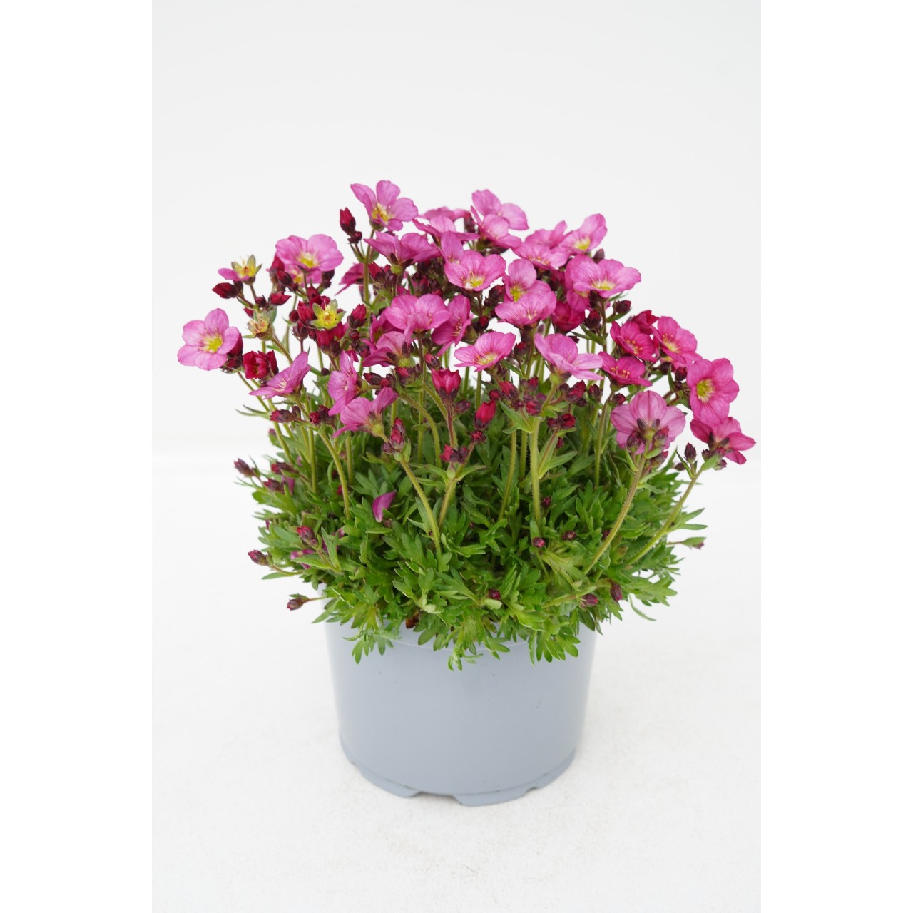 Камнеломка Scenic Pink