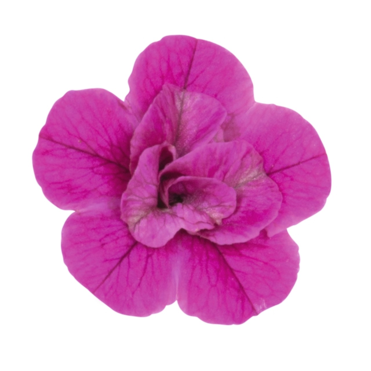 Калибрахоа Aloha Double Purple