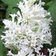 Сирень жозифлекса (Syringa josiflexa Agnes Smith)