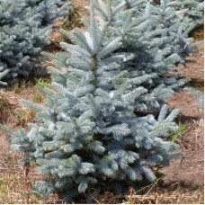 Ель колючая Glauca Globosa
