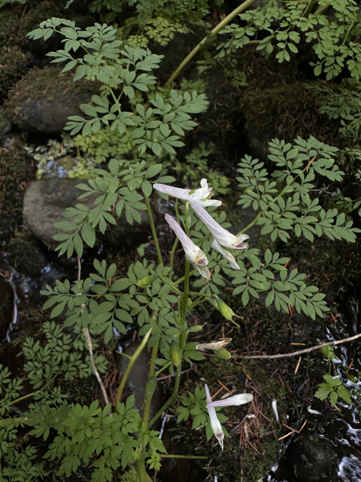 international backfill (iNaturalist): Aqua
