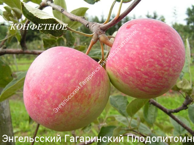 Яблоня Конфетное