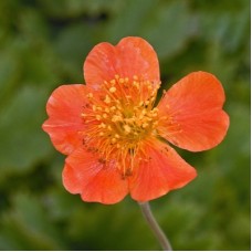 Гравилат ярко-красный (Geum coccineum Koi)