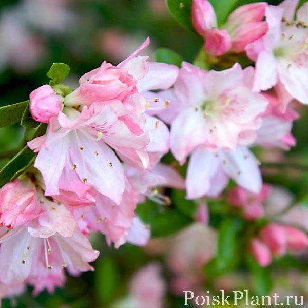 Азалия гибридная Apple Blossom