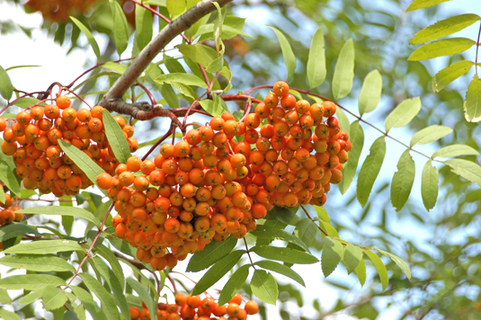 Рябина Edulis