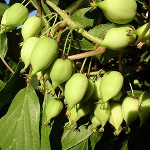 Актинидия аргута "Фигурная"