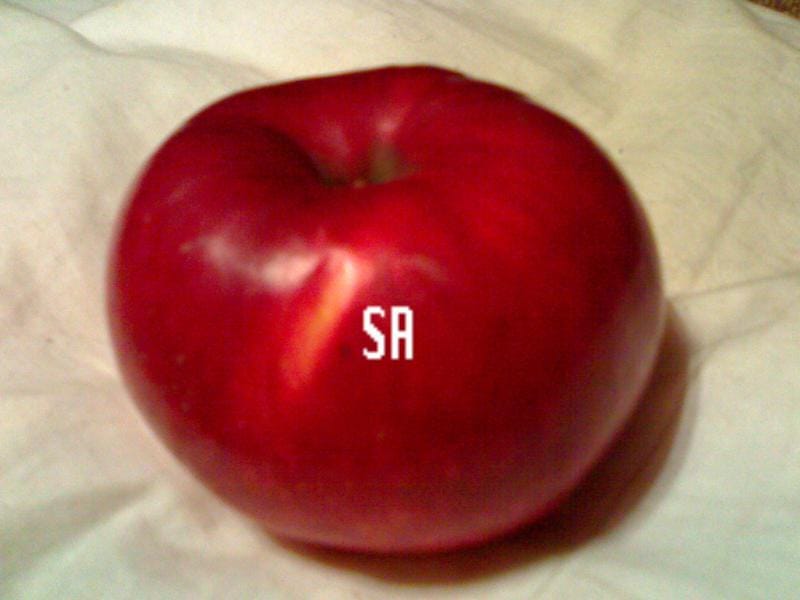 Яблоня SR-0523