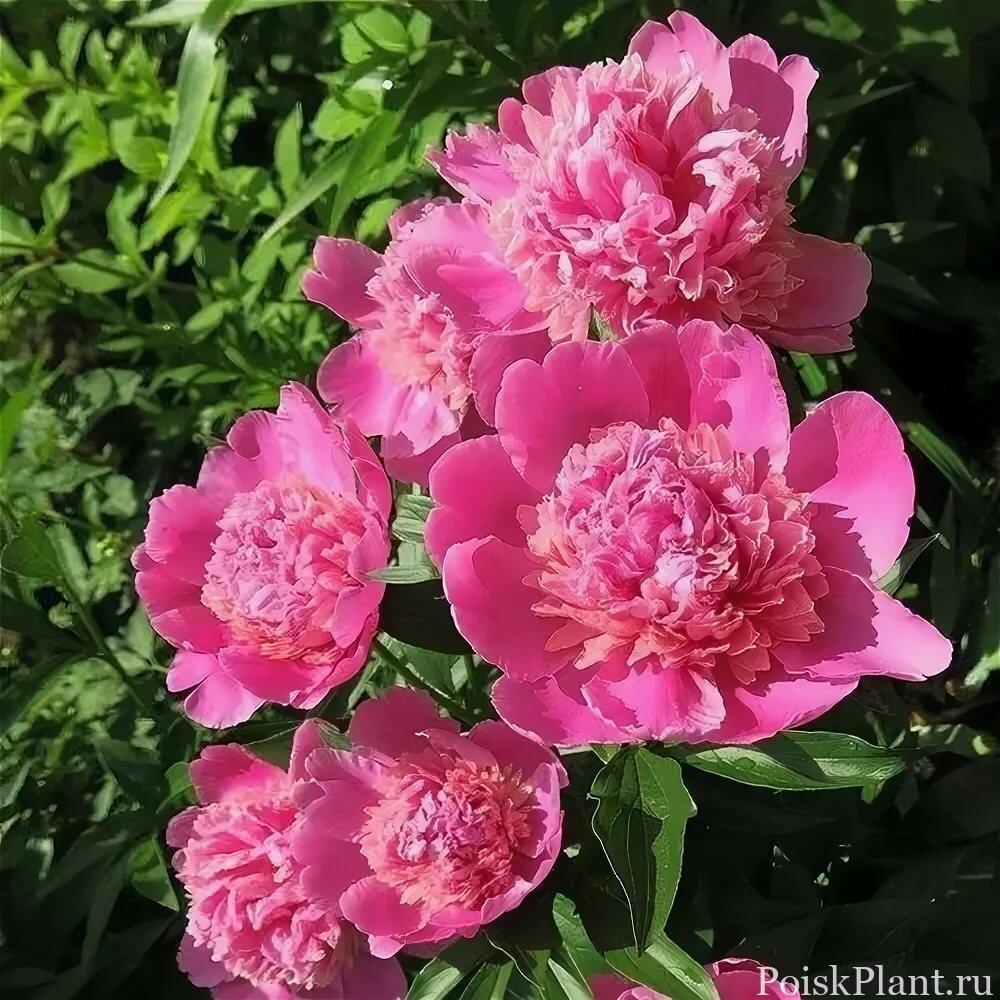 Пион травянистый Bouquet Perfect