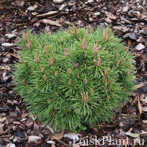 Сосна горная Fruchte WB