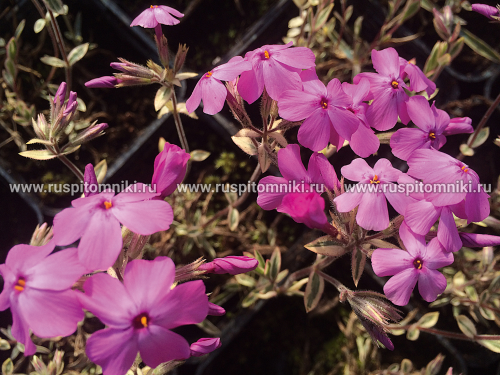 Флокс полегающий Rosea