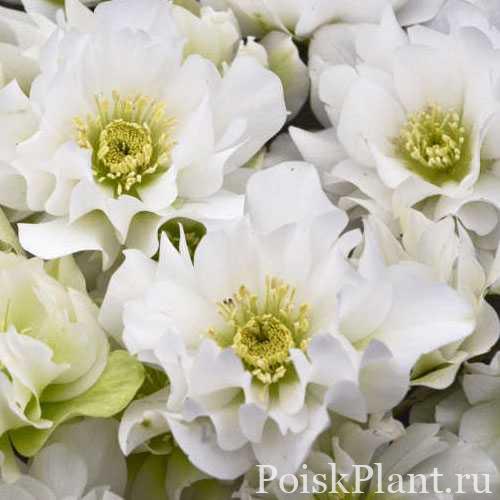 Морозник гибридный Wedding Bells