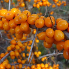 Облепиха крушиновидная (Hippophae rhamnoides Leikora)