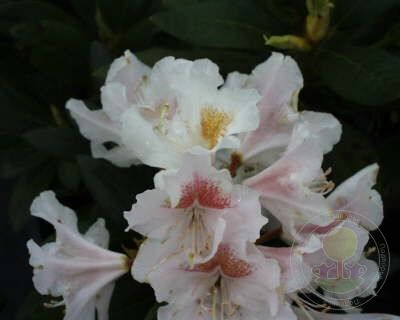 rododendron-kavkazskiy-cunningham-s-white