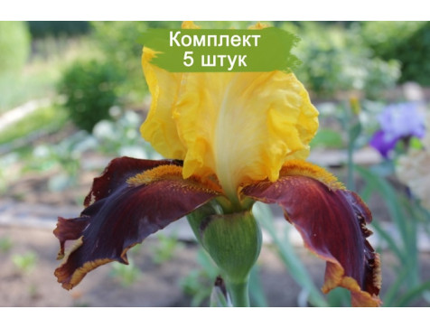 Ирис Суприм Султан