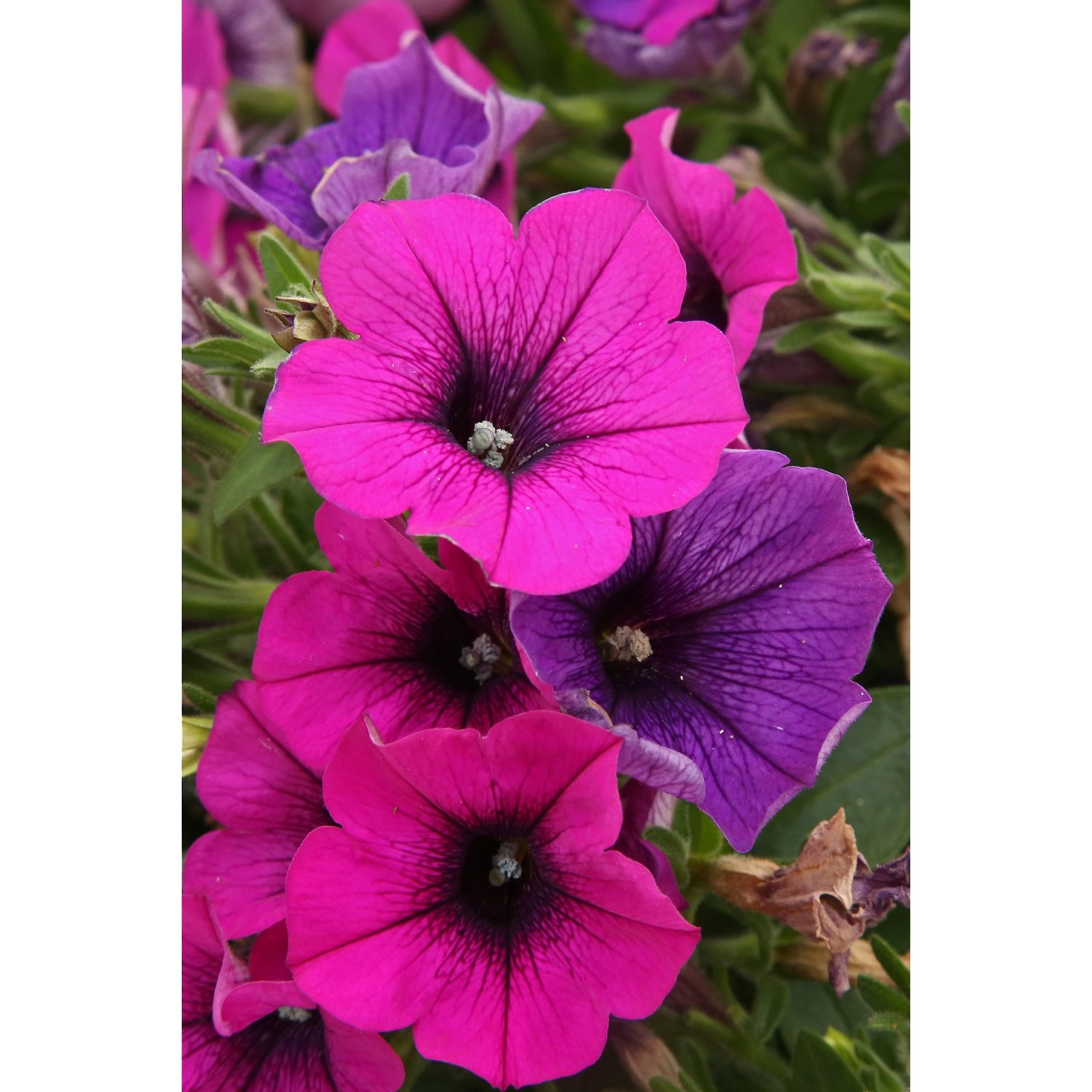 Петуния Sweetunia Lilac