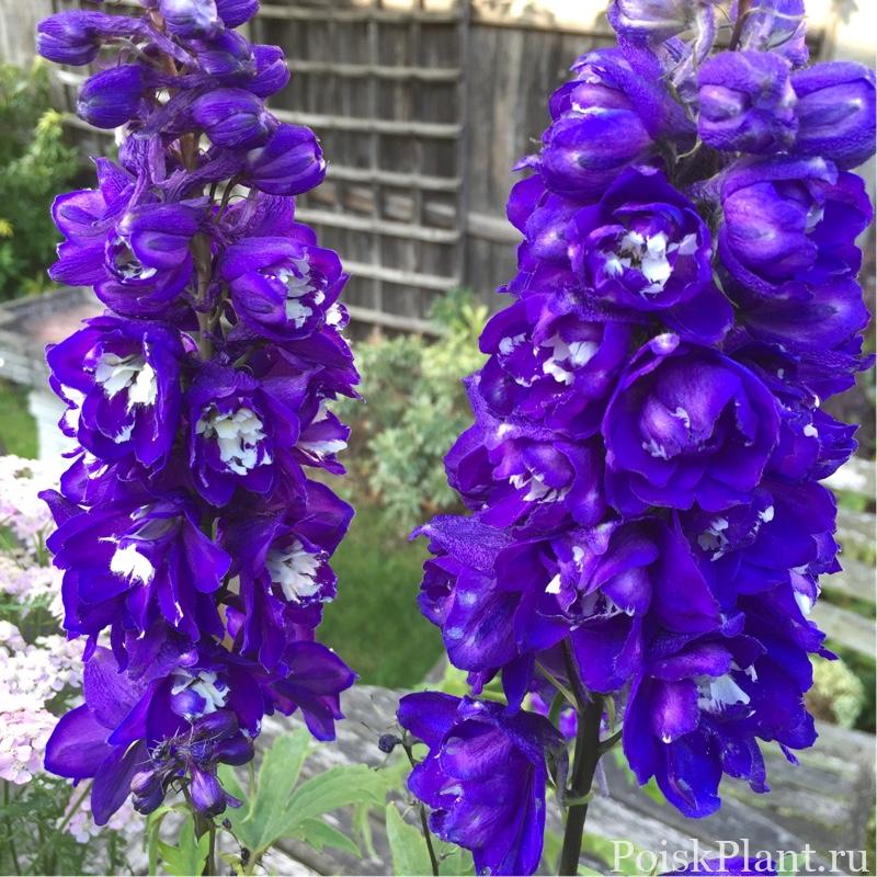 Дельфиниум гибридный Purple Passion