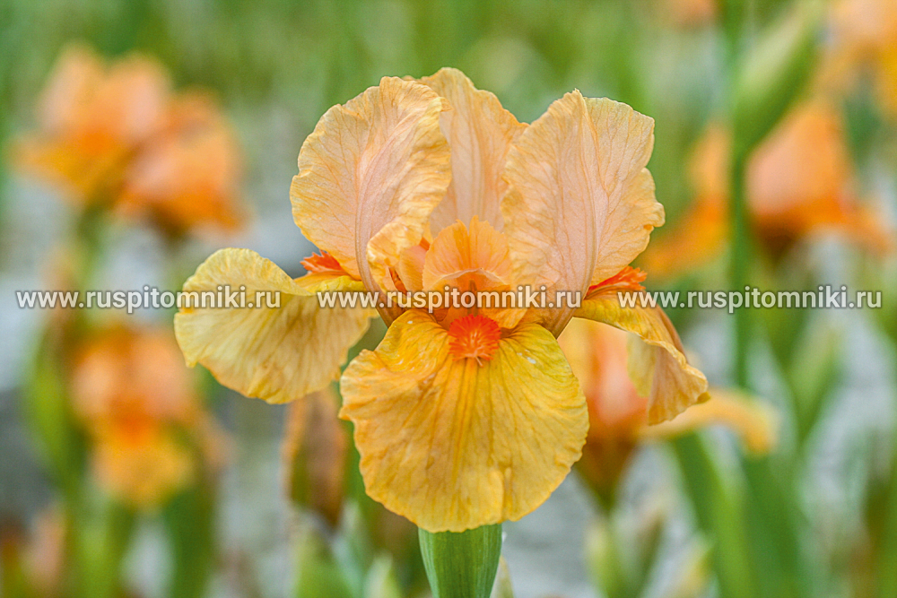 Среднерослые бородатые ирисы Orange Petals (O.D. Niswonger, 1991)