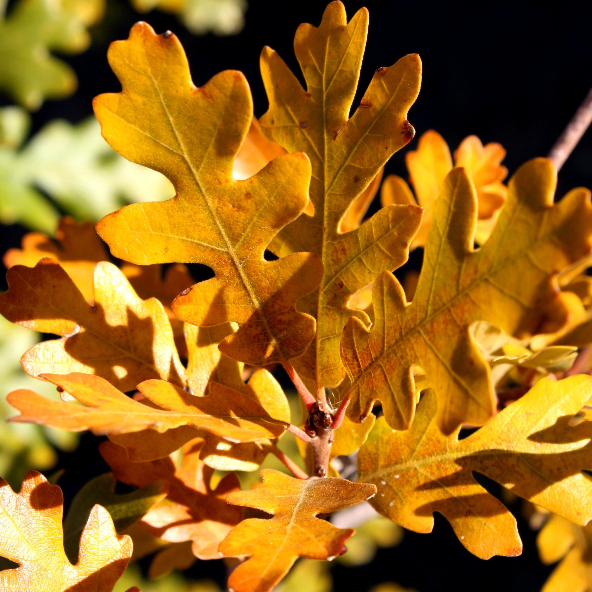 dub-quercus-chereshchatyy