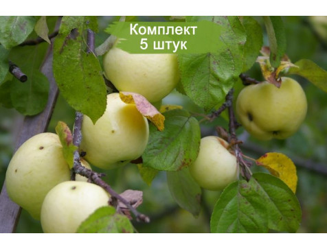 Яблоня Антоновка