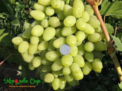 kishmish-dolgozhdannyy-vinograd