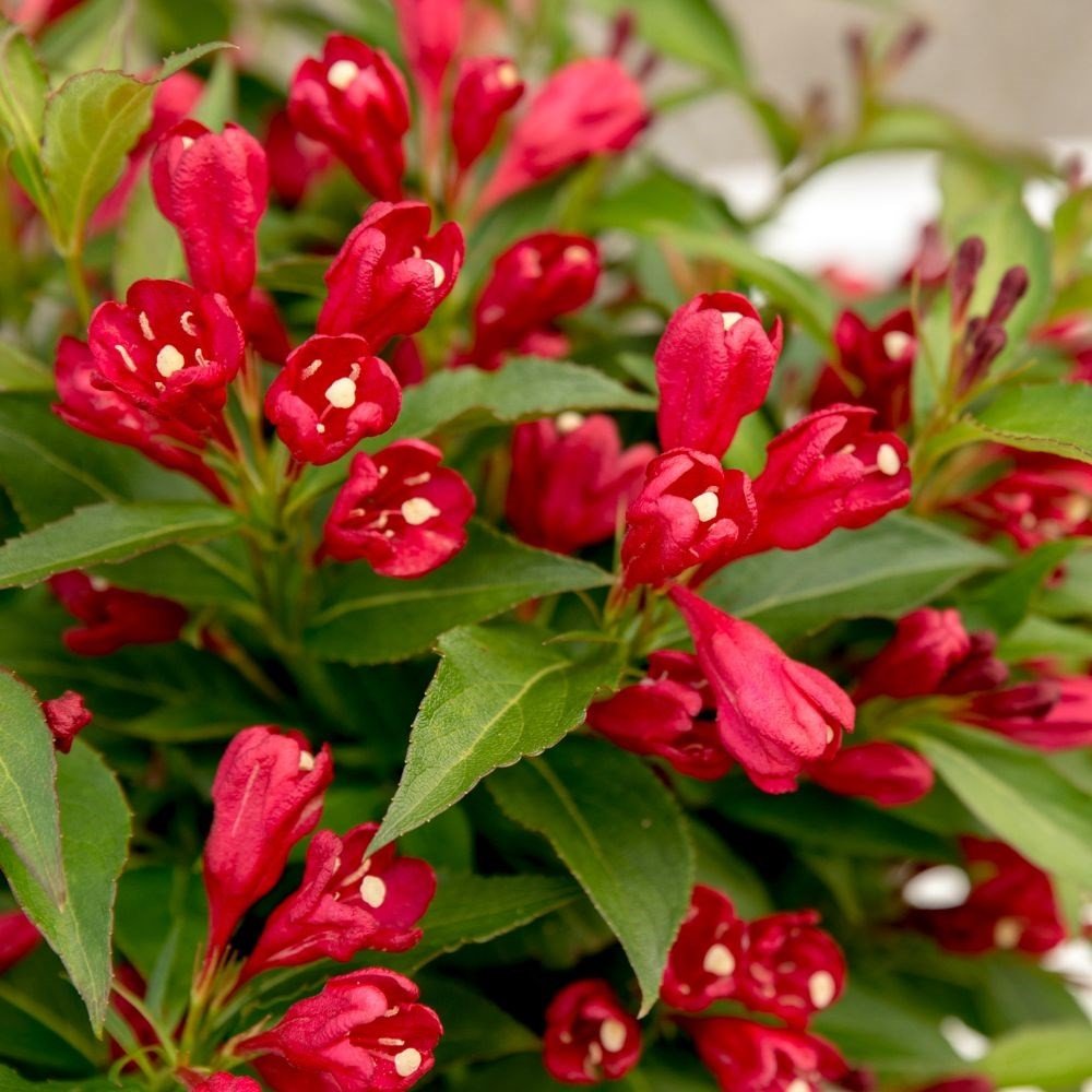 Вейгела цветущая All Summer Red
