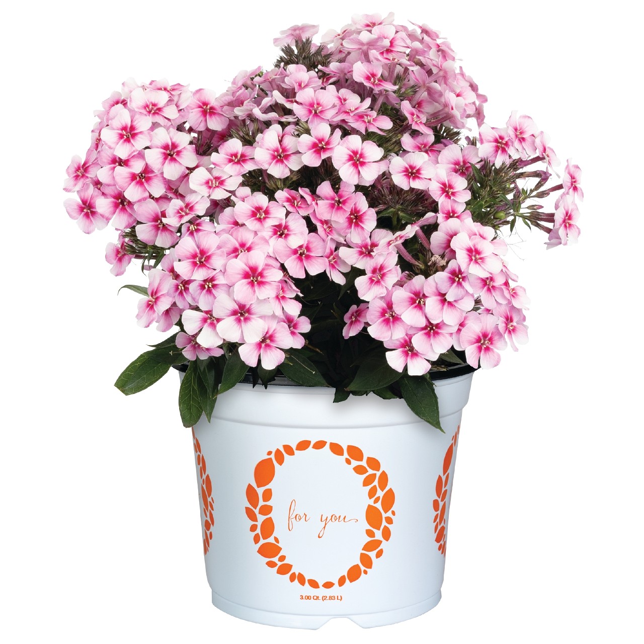 Флокс paniculata Early Pink Pinwheel