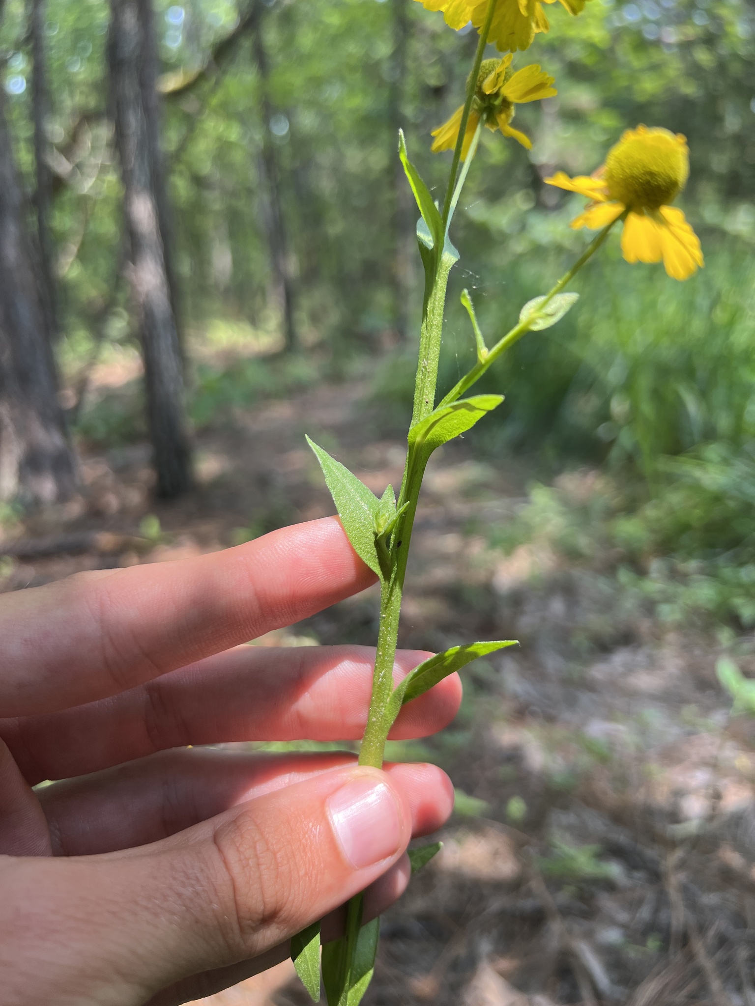 international backfill (iNaturalist): Helenium