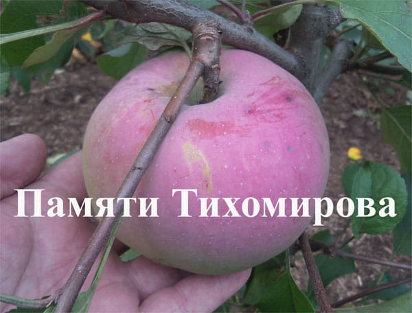 Яблоня "Памяти Тихомирова" Садоград 1летние саженцы