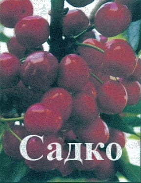 Черешня Садко