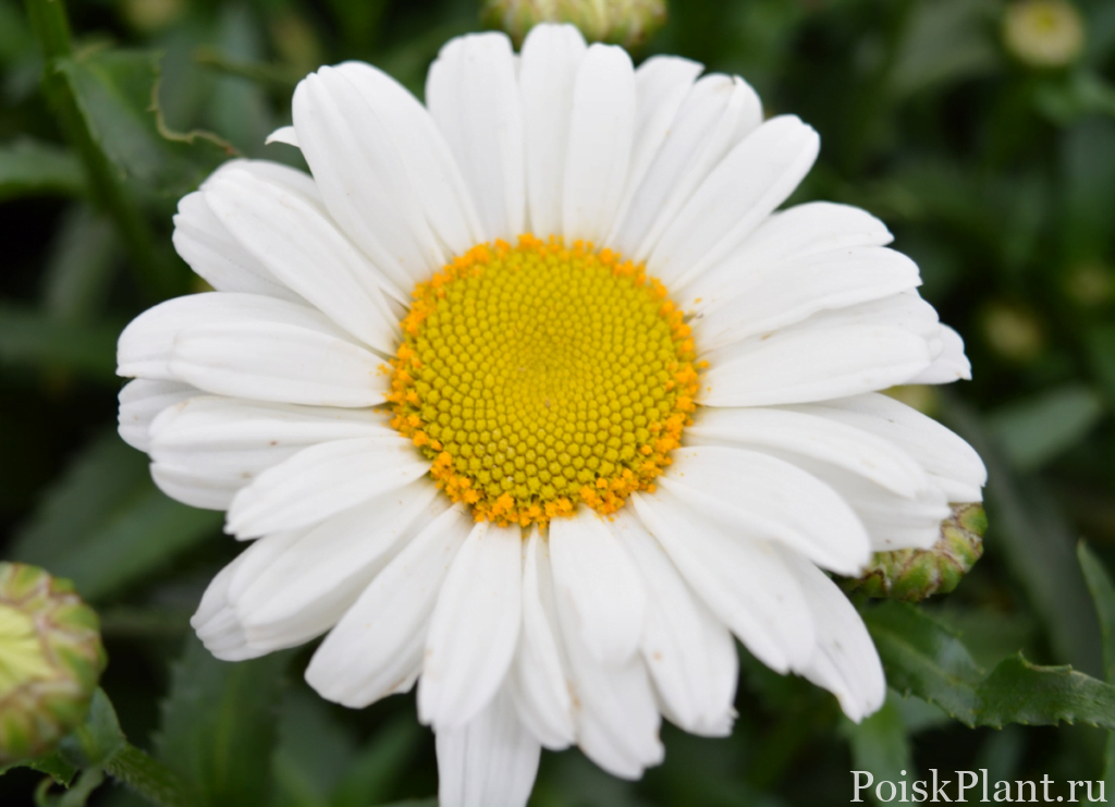 Нивяник гибридный Sweet Daisy Christine