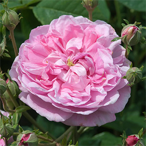 Роза "Ispahan"