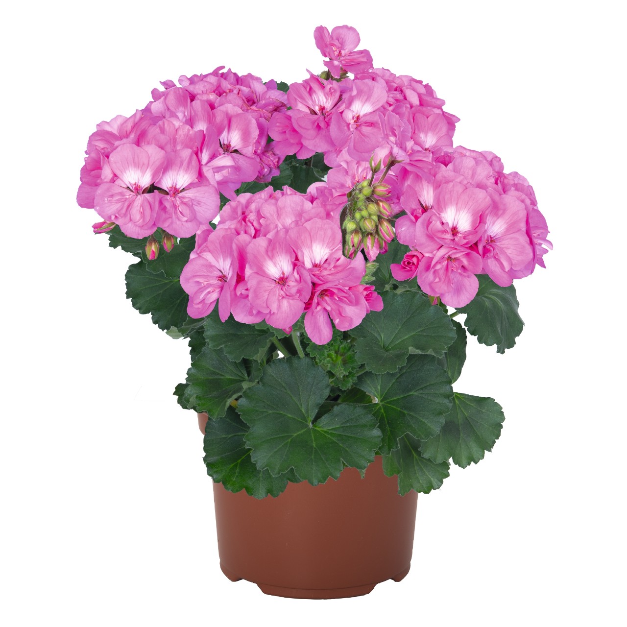 Пеларгония Savannah True Pink