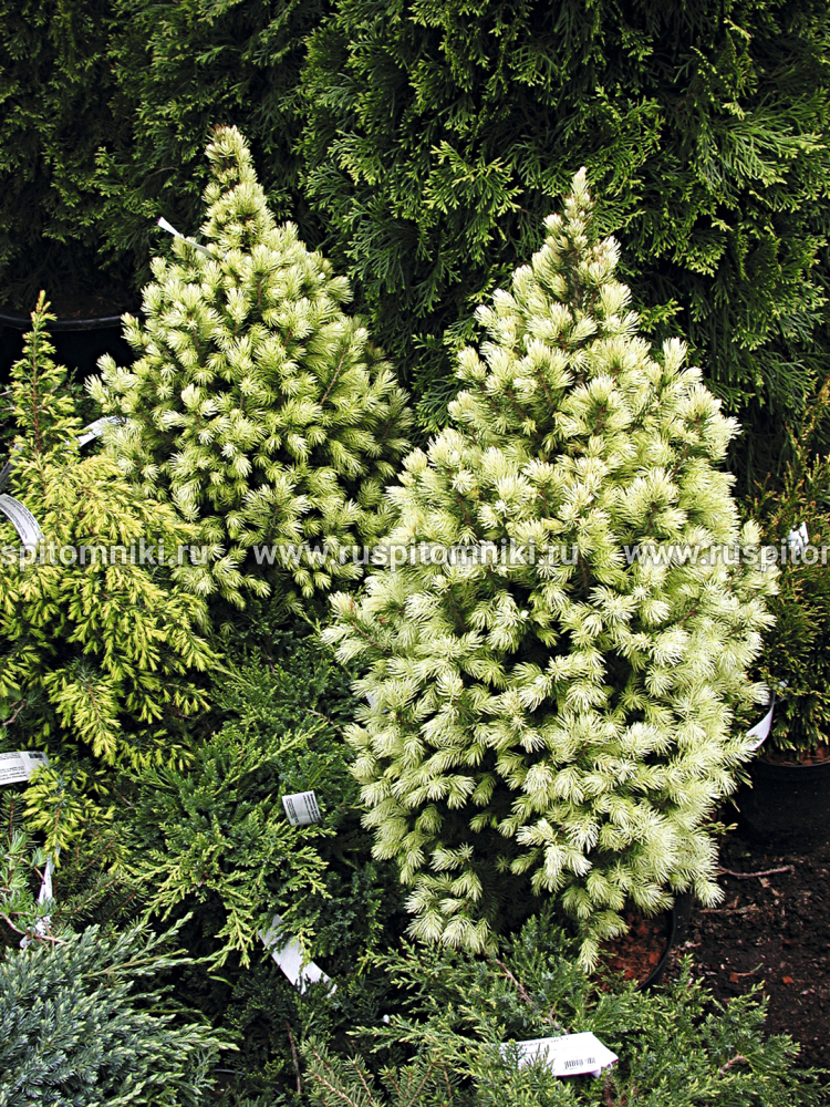 Ель сизая, канадская J.W. Daisy's White