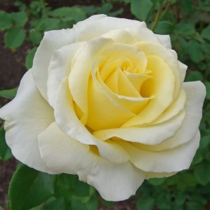 Роза Элина