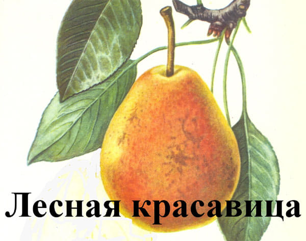 Груша Лесная красавица