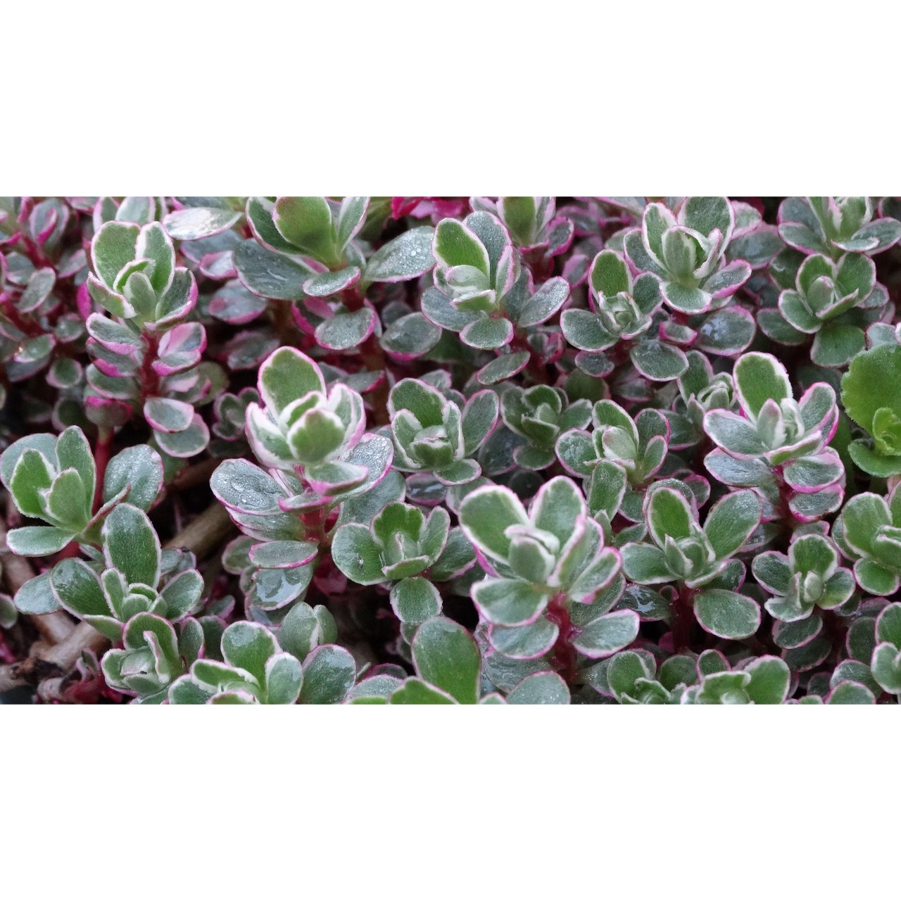 Очиток spurium Tricolor
