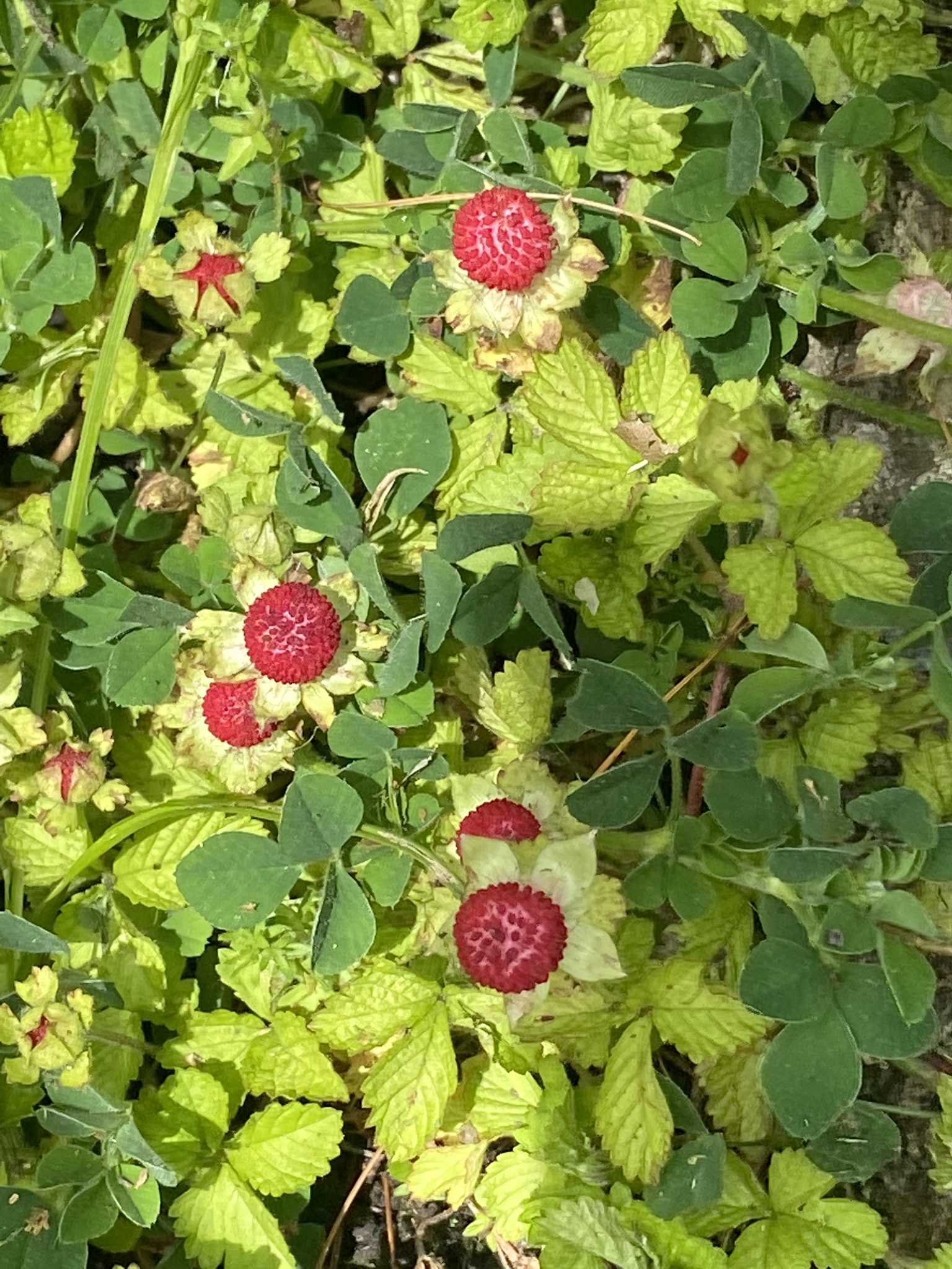 international backfill (iNaturalist): Fragaria