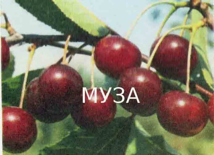 Вишня Муза