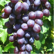 Виноград культурный Памяти учителя (Vitis vinifera  )