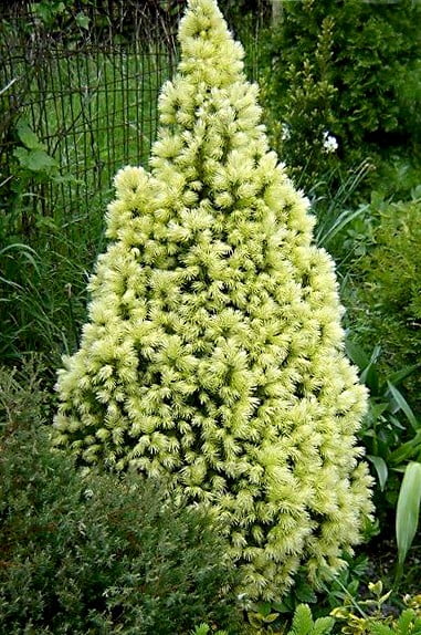 Ель глаука Biesenthaler Fruhling