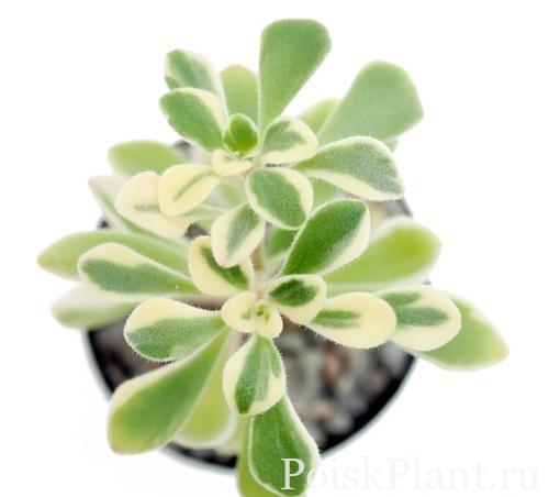Аихризон домашний Variegatum