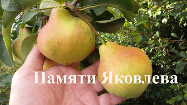 Груша Памяти Яковлева