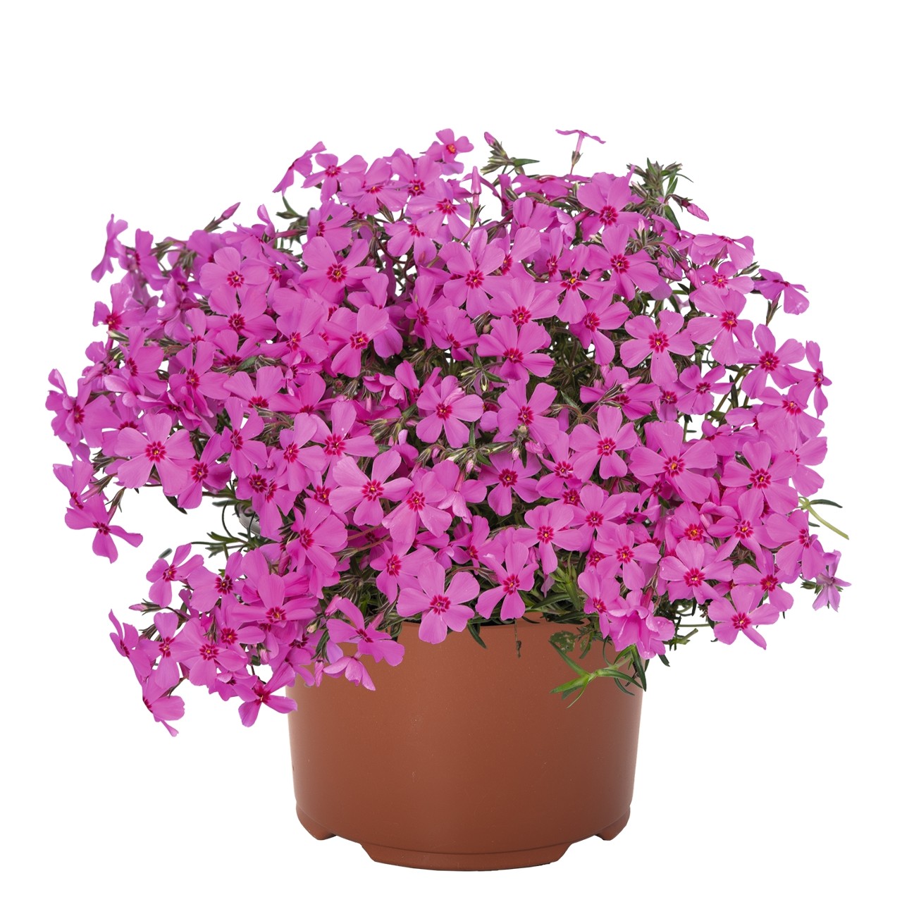Флокс subulata Spring Pink