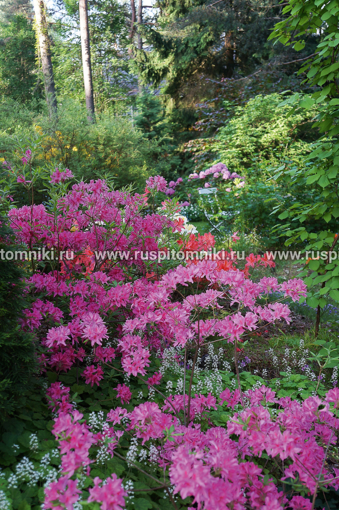 Рододендрон Rosy Lights